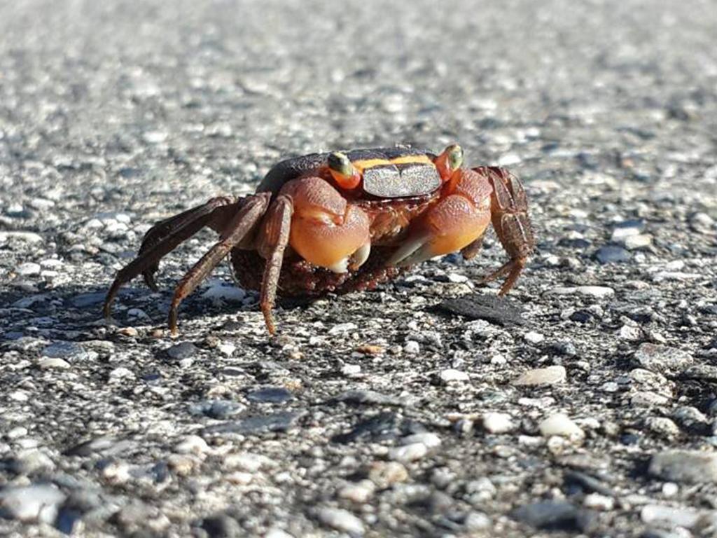 Green Island – Guardians of the Crabs/ Hermit Crab Housing Agency