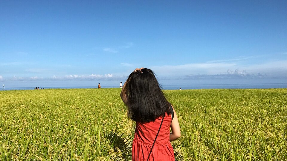 Xinshe Terrace Paddies