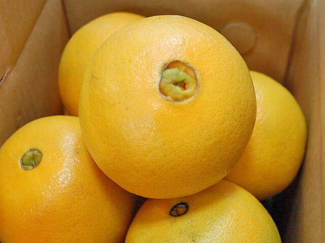 Navel orange